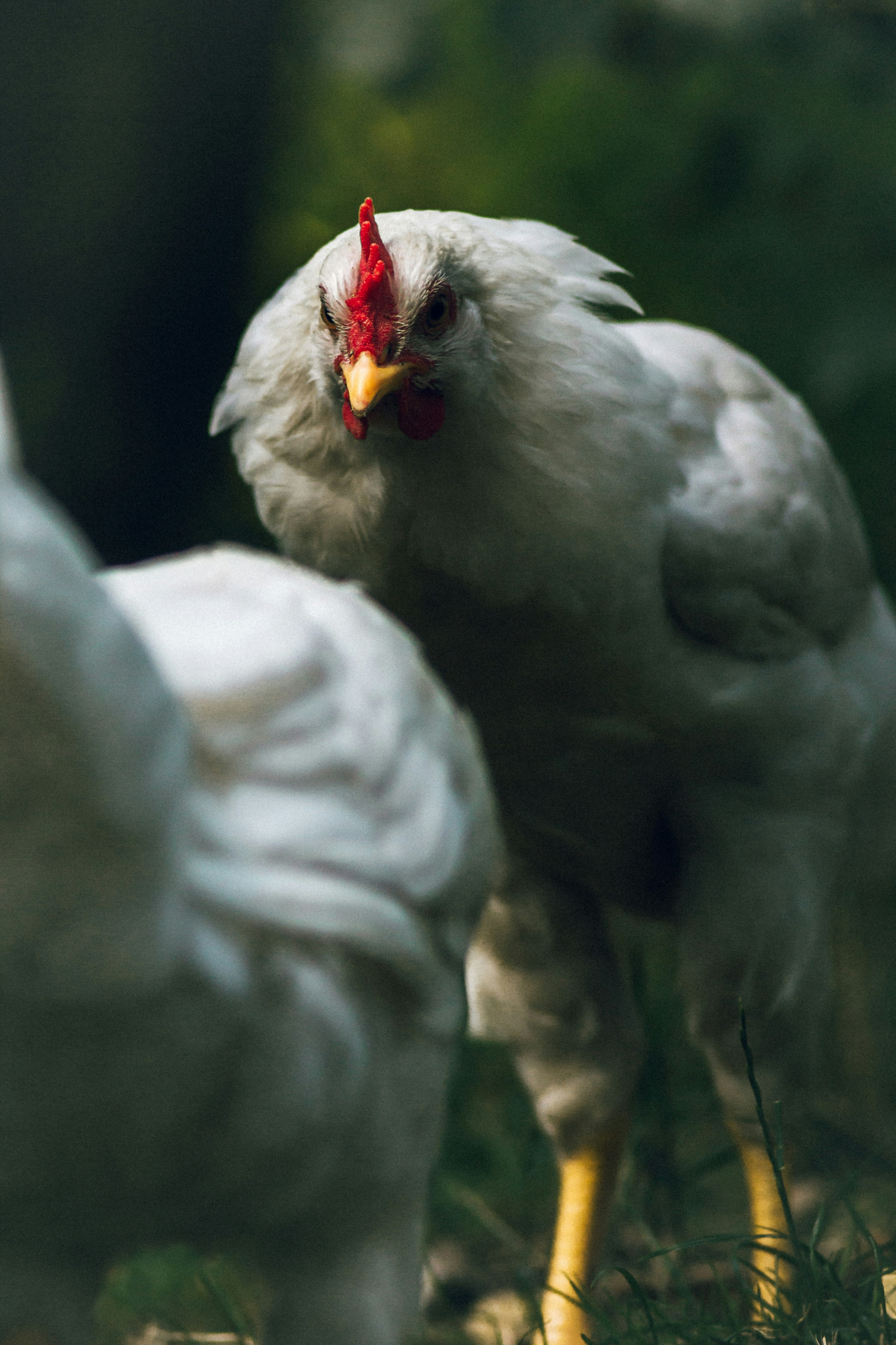 a group of white chickens standing on top of a grass covered field