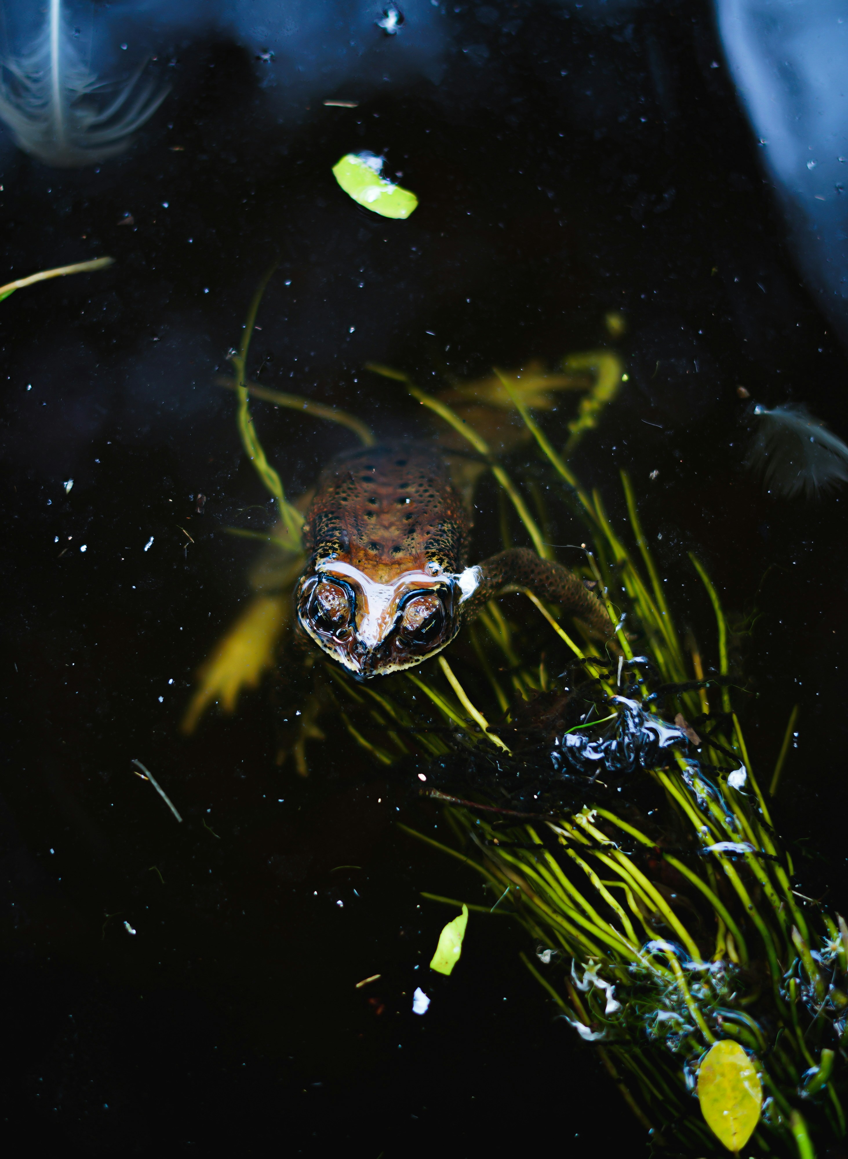 Photo by udayagastya77