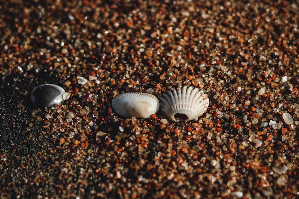 two seashells on the sand on a beach