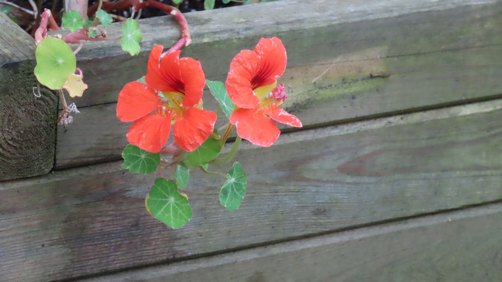 a vase of flowers sitting on top of a wooden bench