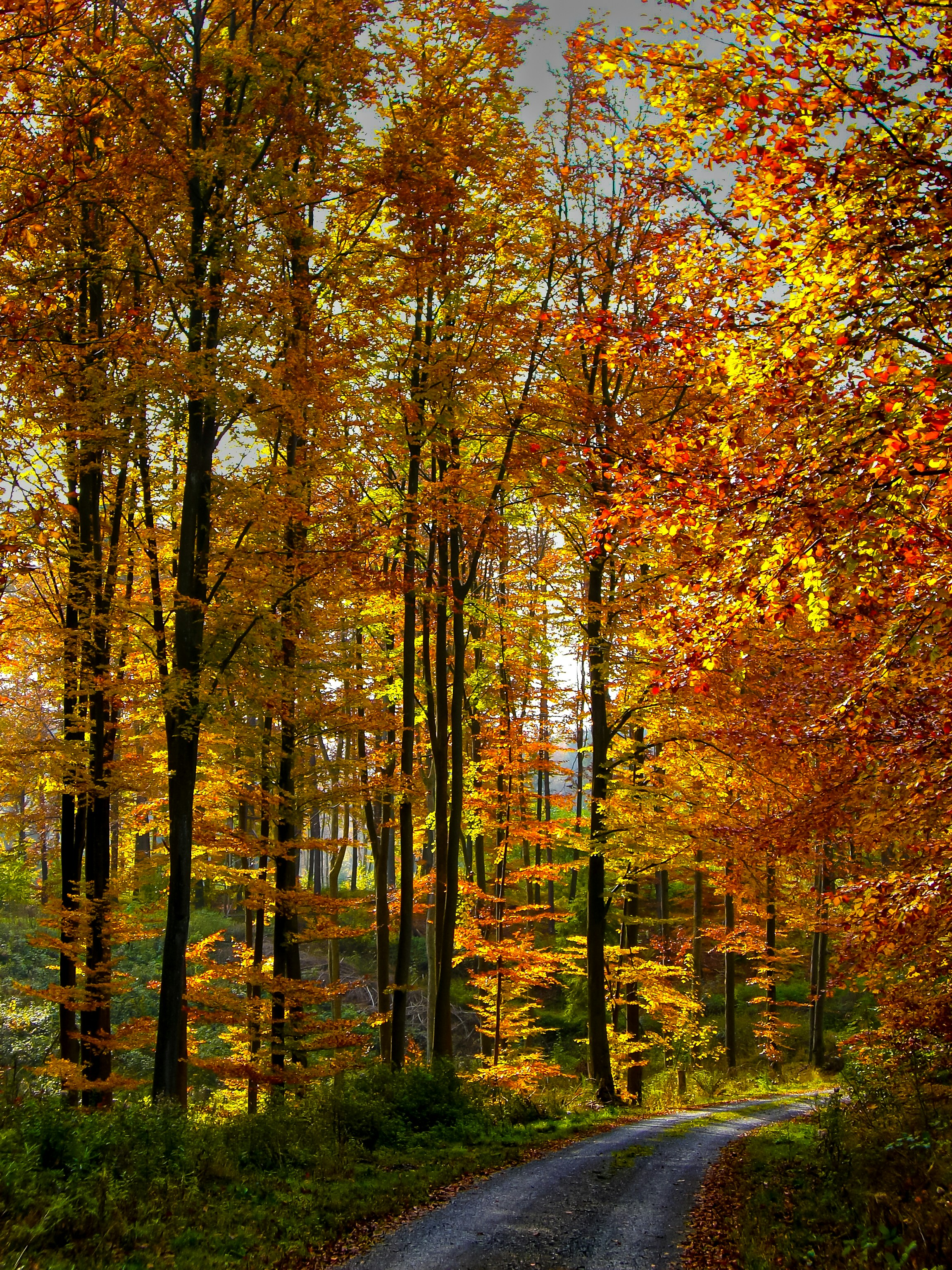 forest sunlight wallpaper, wallpaper, Protect Your Skin from the Sun at Camp 4