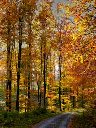 a dirt road in the middle of a forest