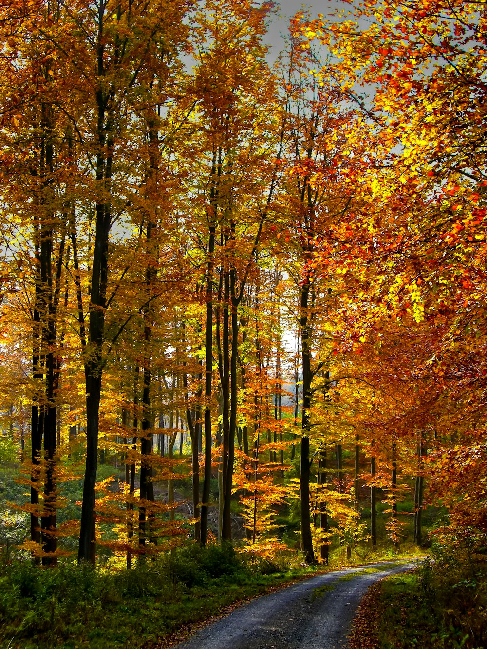 Un chemin de terre au milieu d’une forêt