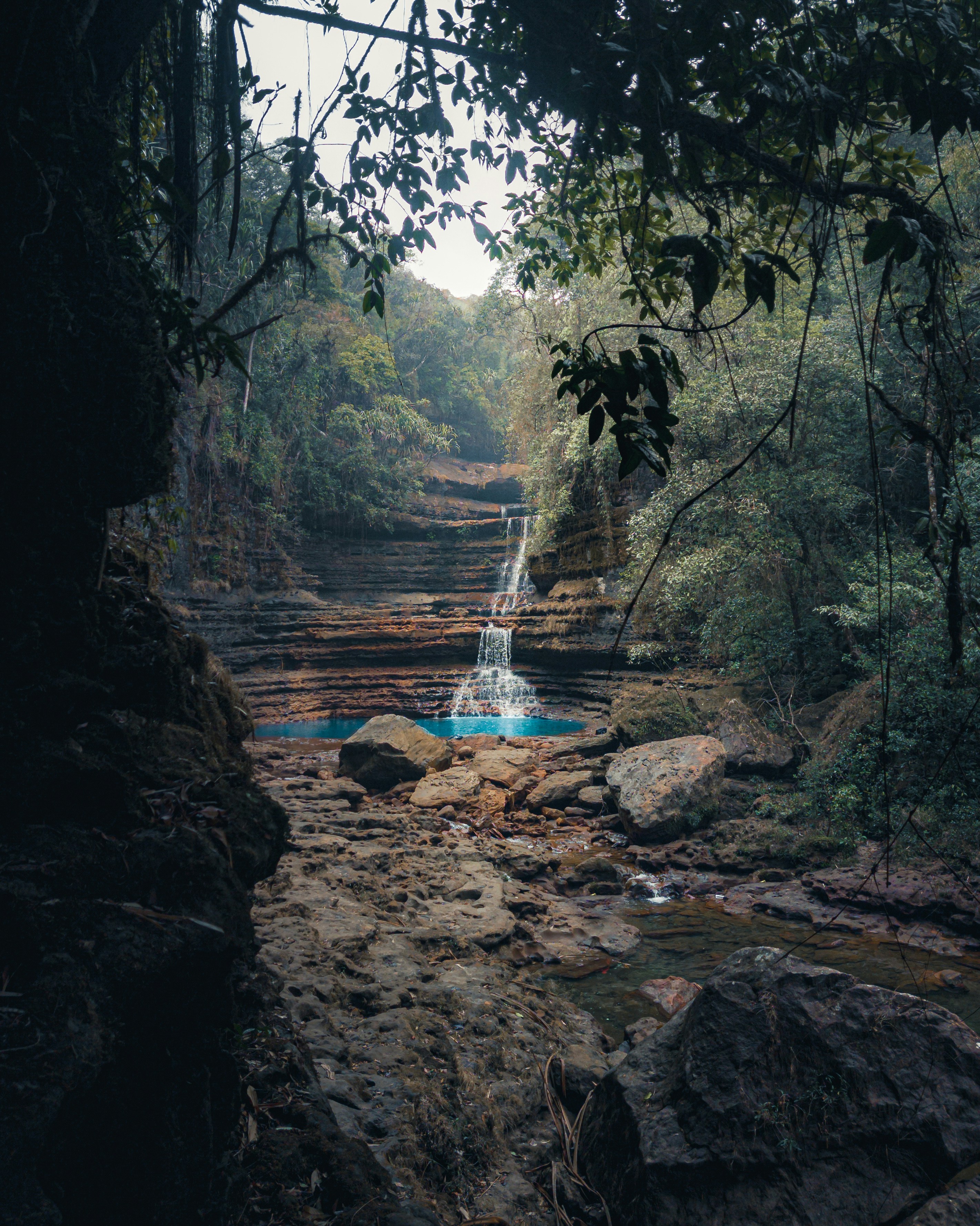 a river running through a lush green forest