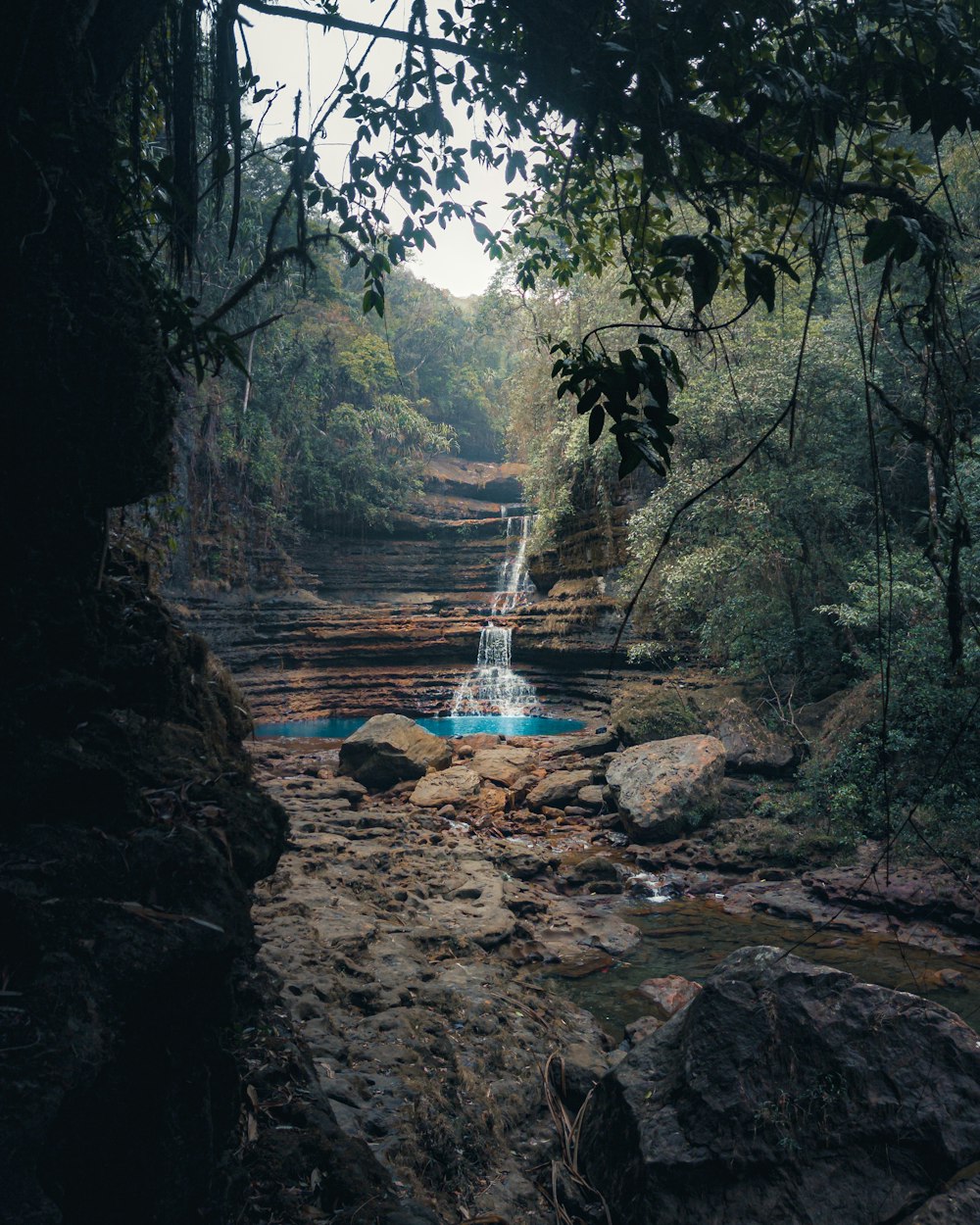 a river running through a lush green forest