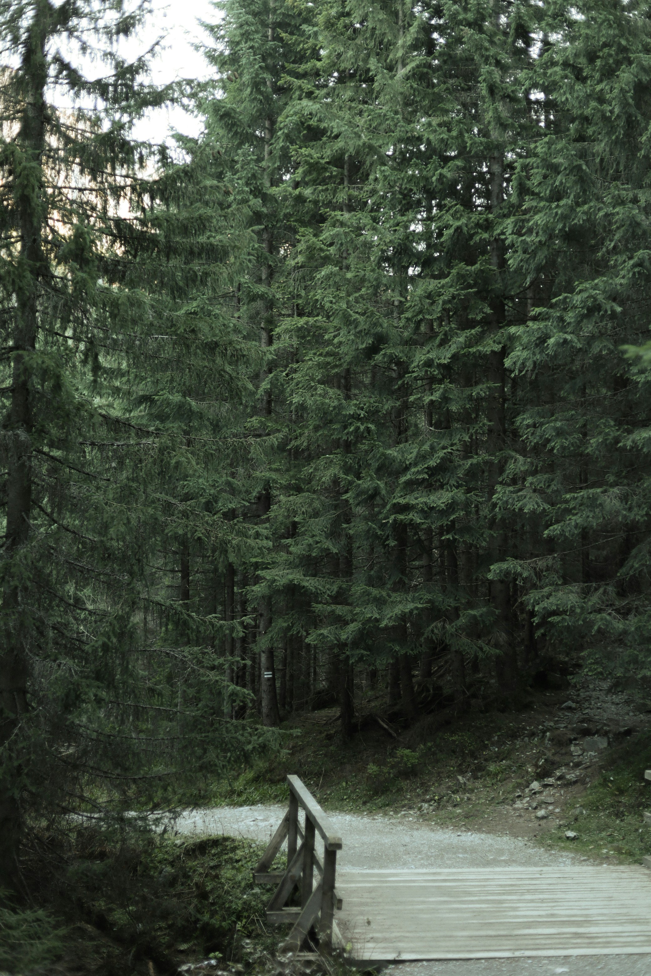 forest wallpaper nature, wallpaper, Teaching Kids About Nature: Camping Lessons 2