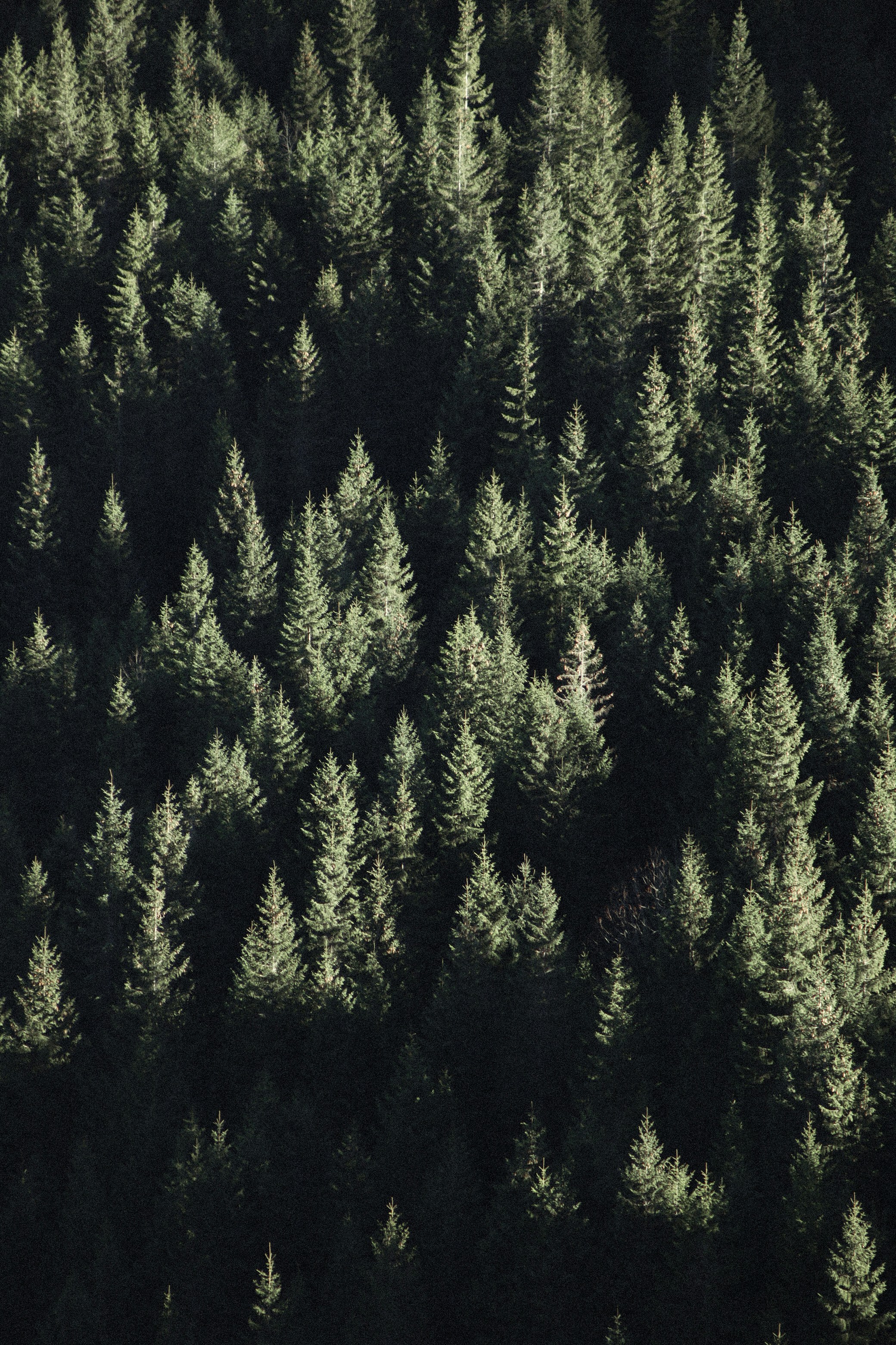 Photo by filipchenko