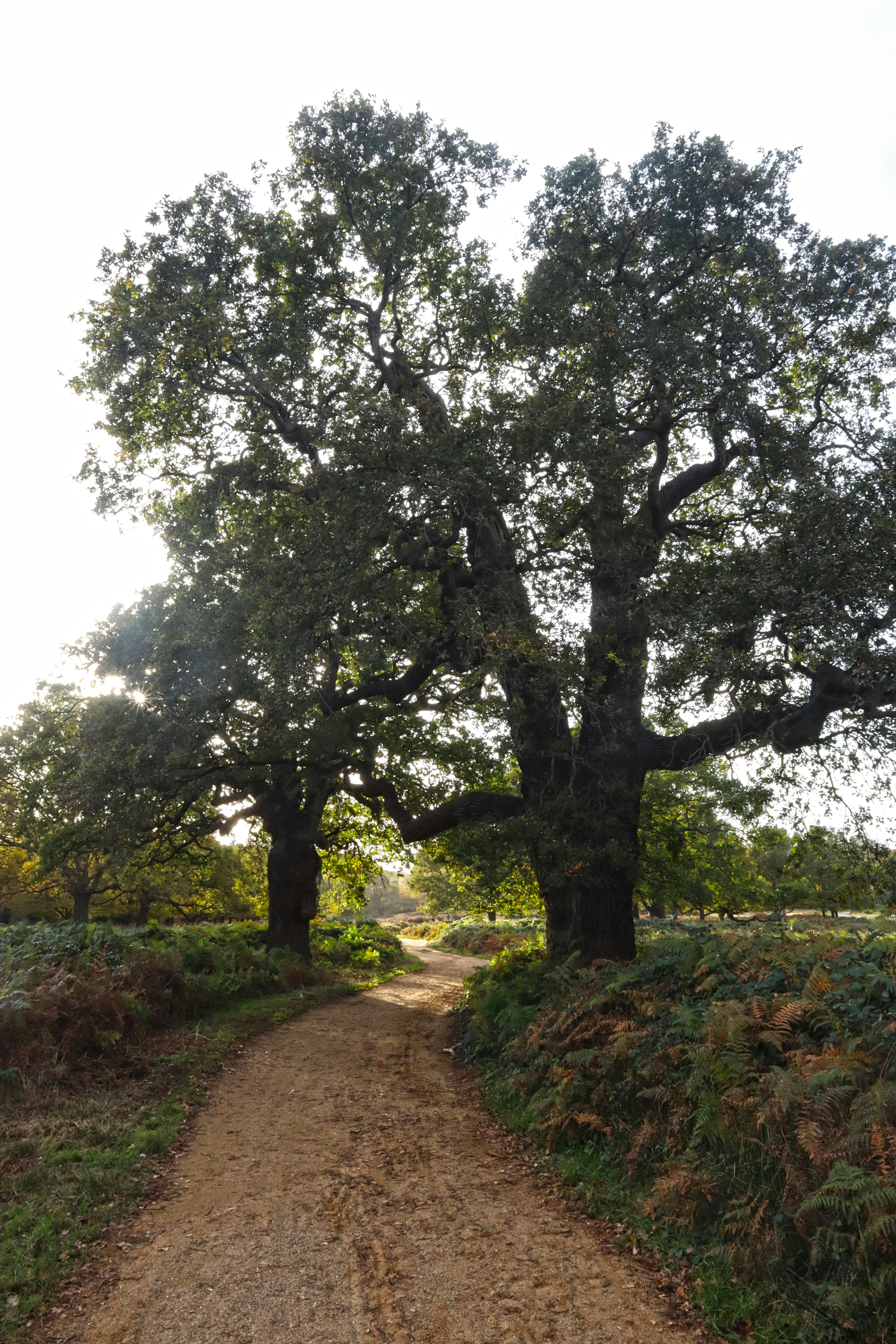 Un sentiero sterrato accanto a un albero
