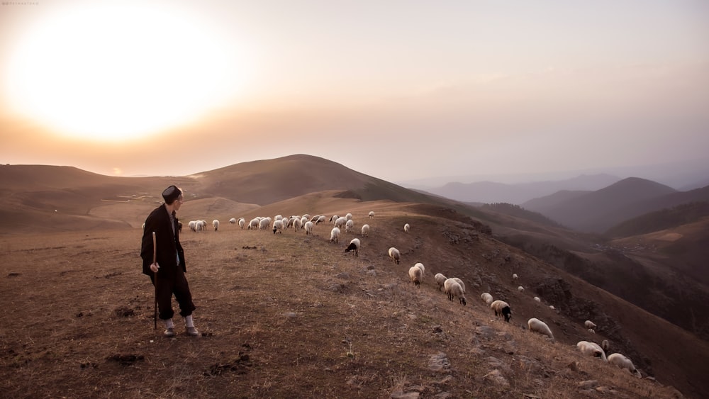 um homem de pé no topo de uma colina ao lado de um rebanho de ovelhas