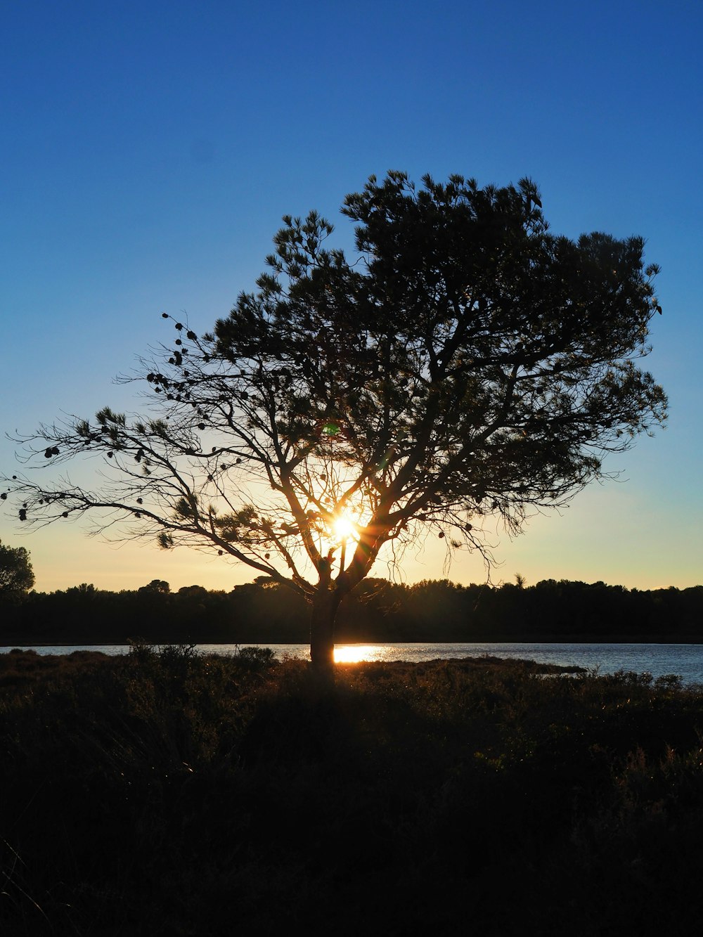 the sun is setting behind a tree near a body of water