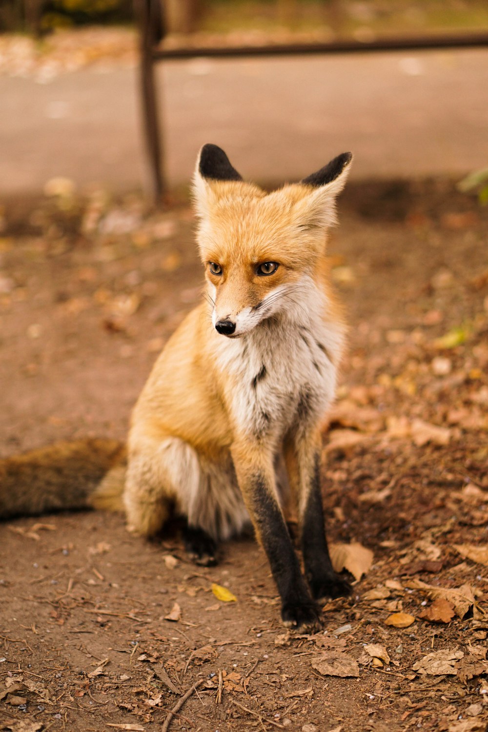 a red fox sitting on top of a dirt field
