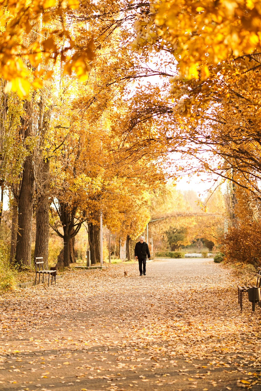 a person walking down a leaf covered path