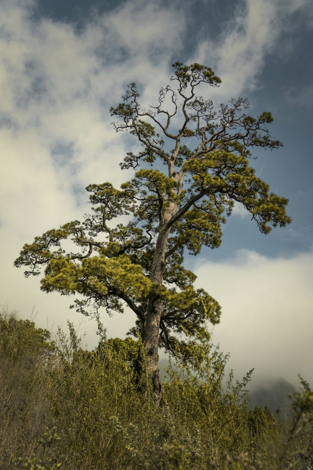 a lone tree in the middle of a field