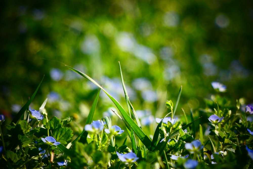 a close up of some blue flowers in the grass