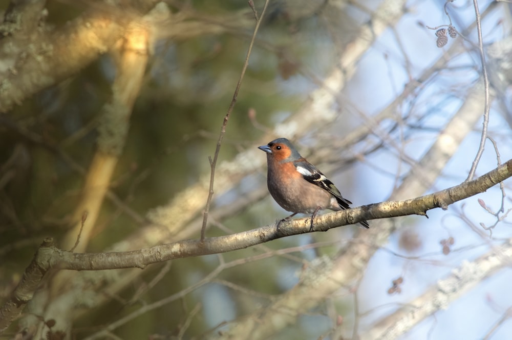 Un piccolo uccello appollaiato su un ramo d'albero