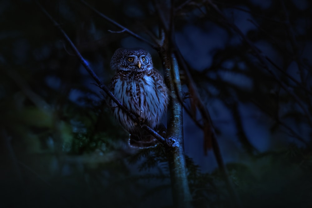 an owl sitting on a tree branch at night