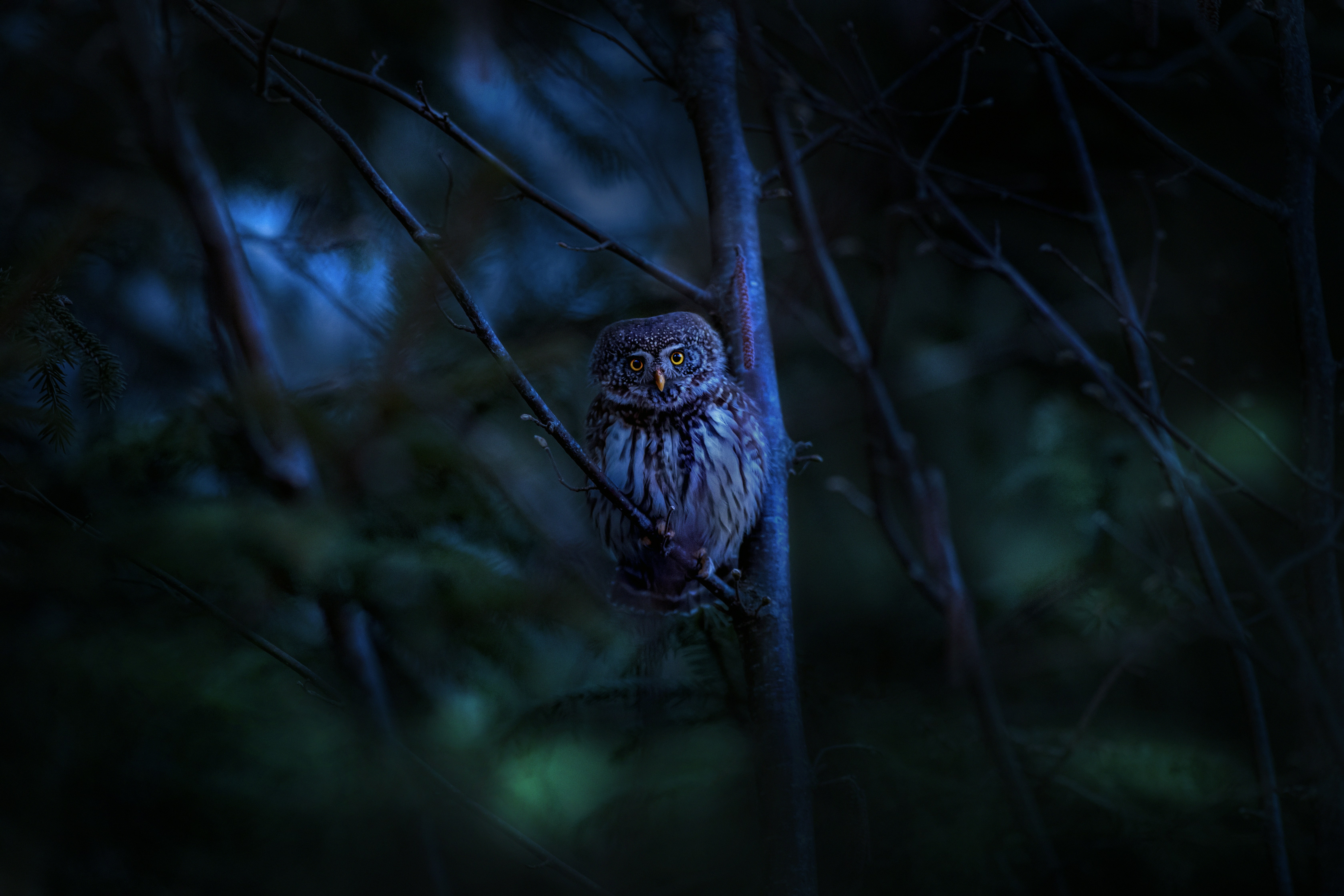 an owl is sitting in a tree at night