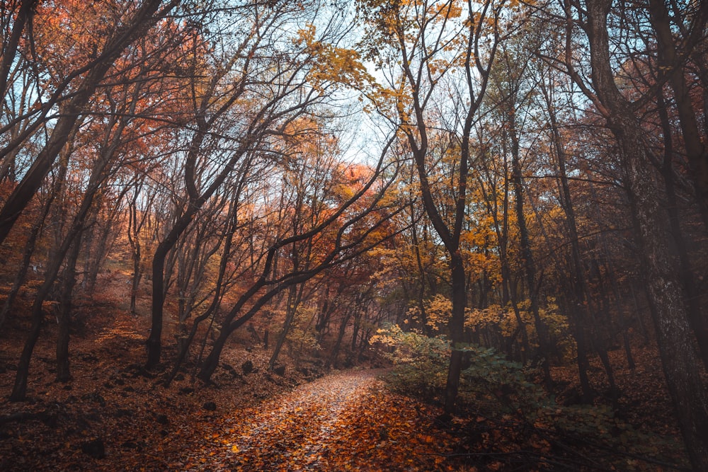 a dirt road surrounded by lots of trees