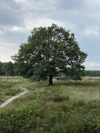 a tree in a field with a dirt path in the foreground