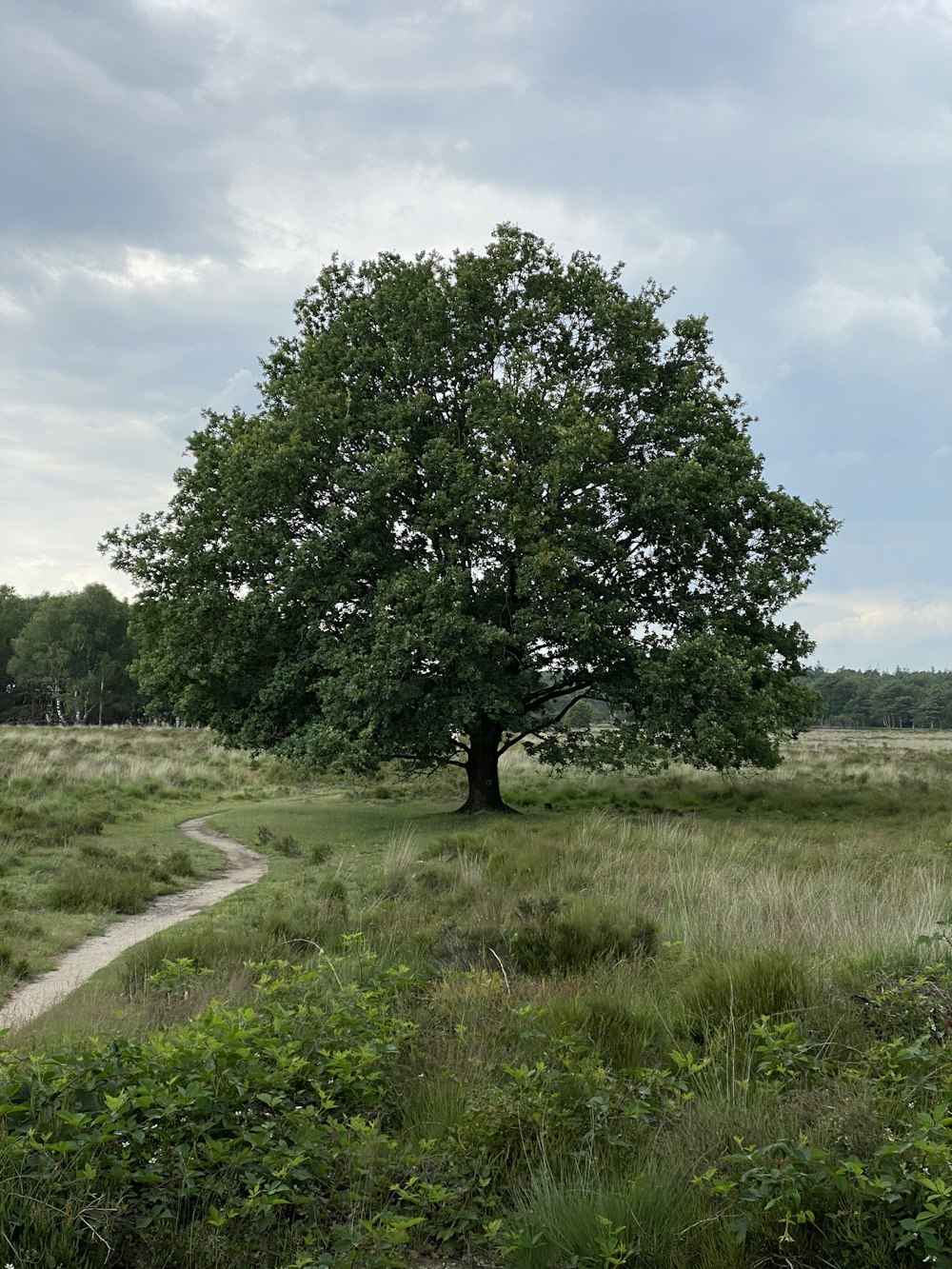 a tree in a field with a dirt path in the foreground