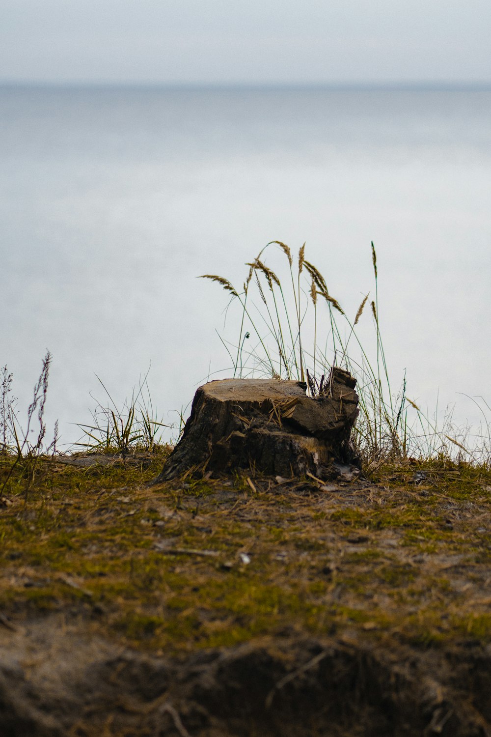 a tree stump sitting on top of a grass covered field