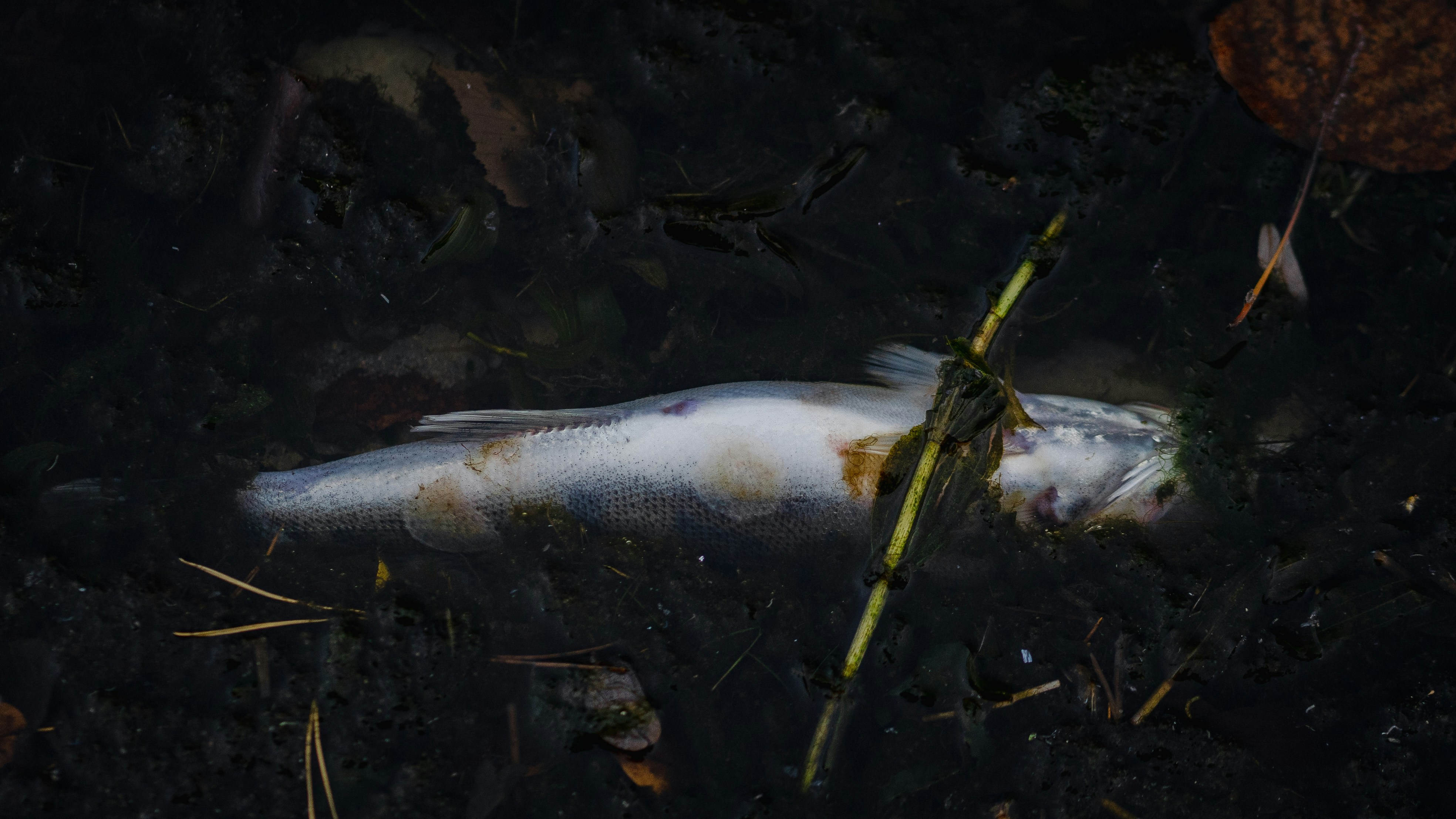 ikan mati di badan air