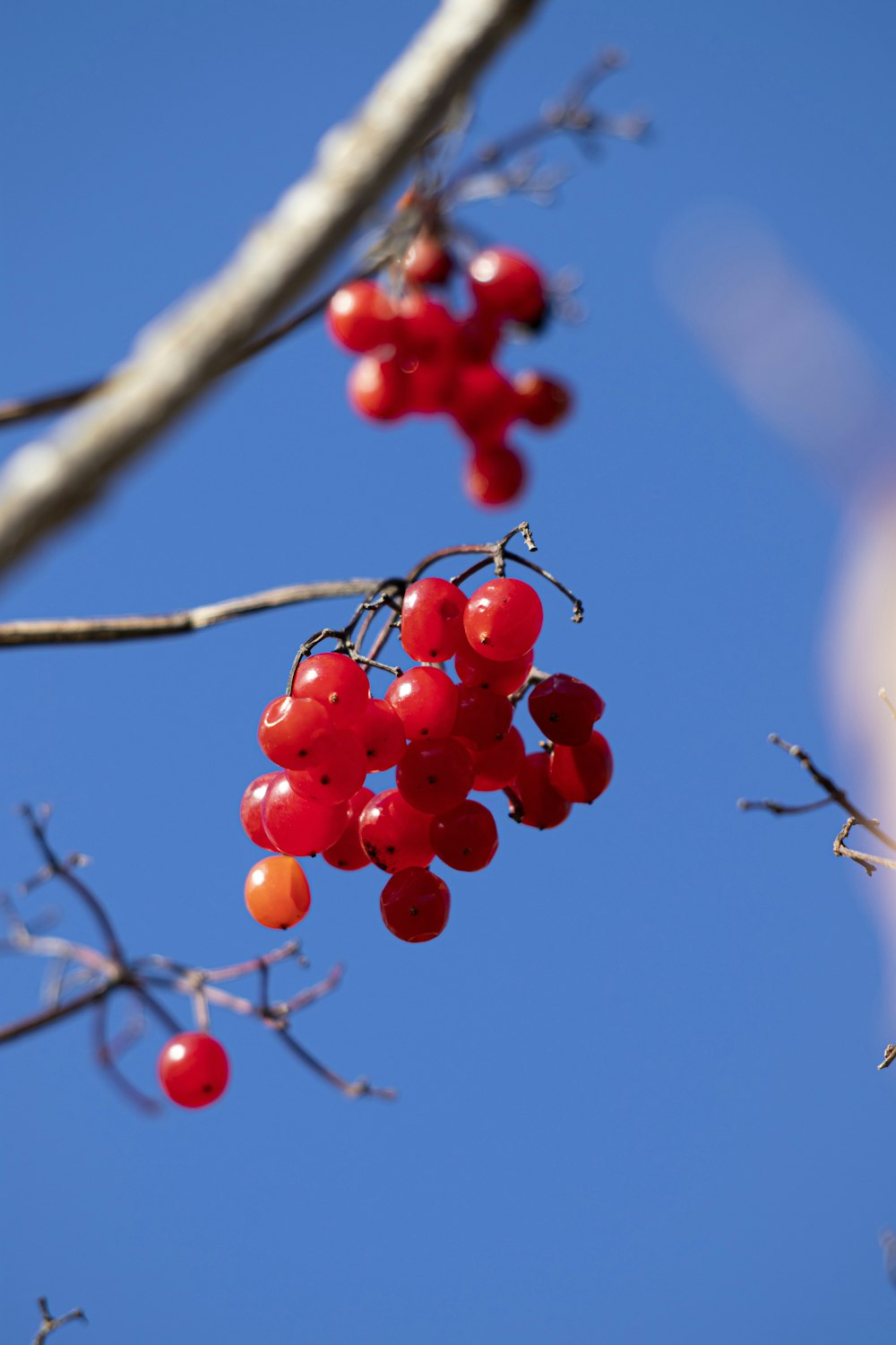 나무에 매달려있는 붉은 열매 무리