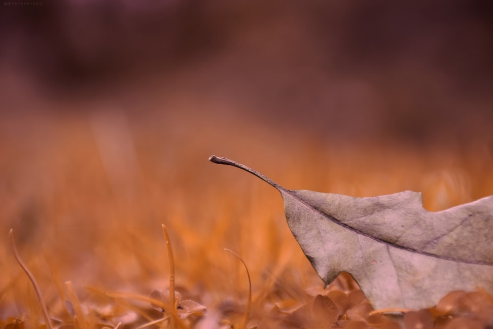 a single leaf laying on the ground in a field