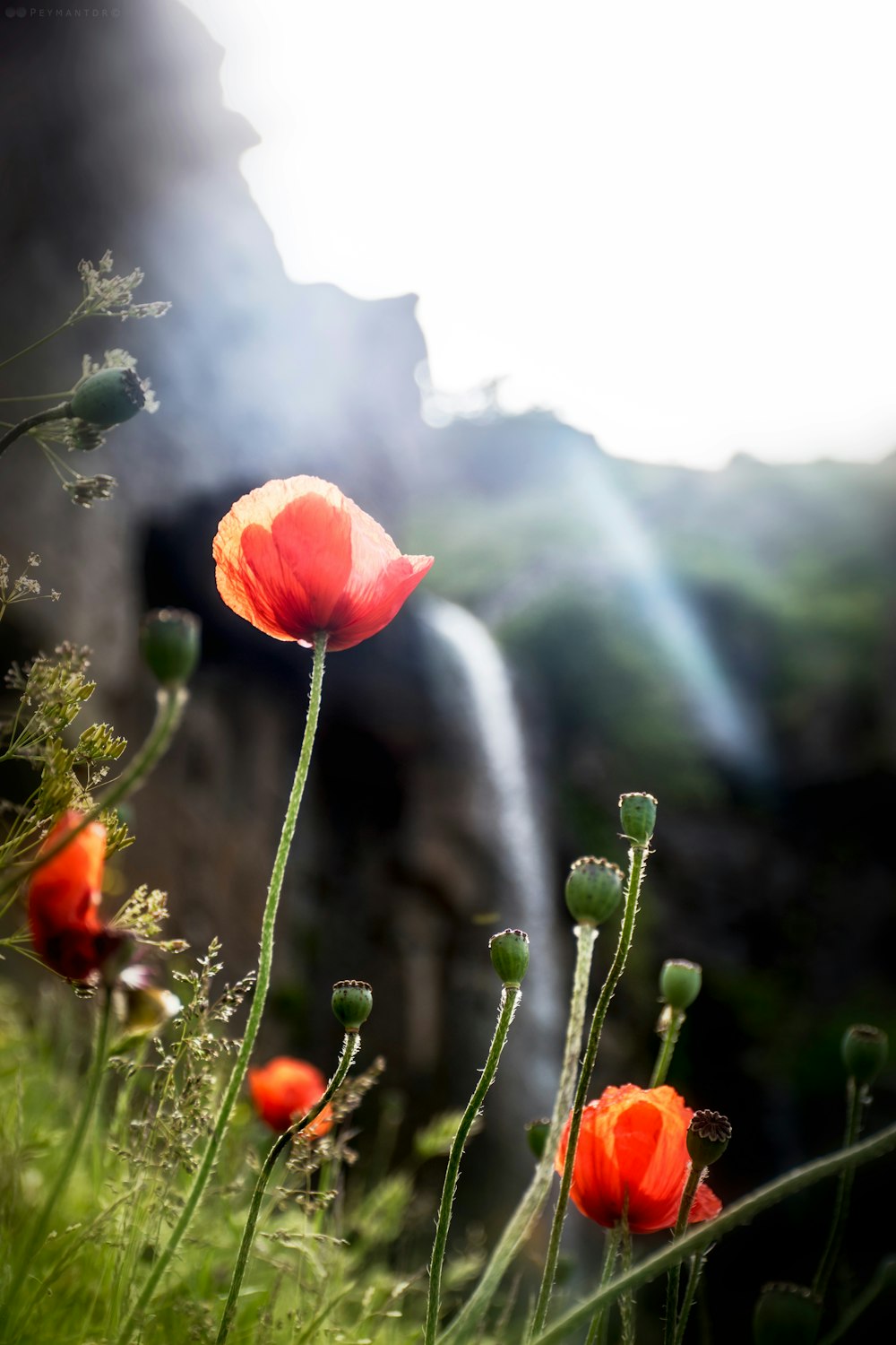 a field of red flowers with a waterfall in the background