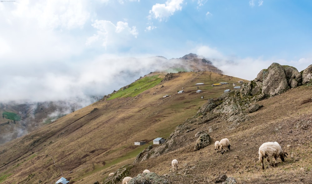 a group of sheep grazing on a grassy hillside