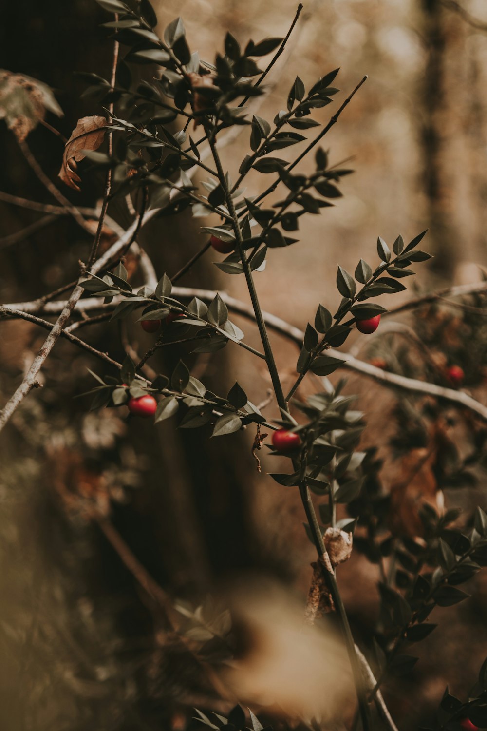 a branch with berries on it in a forest