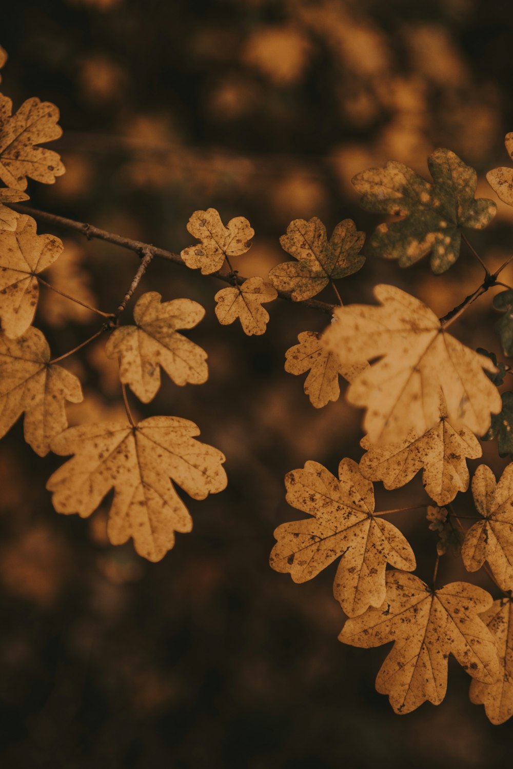 a bunch of leaves that are on a branch