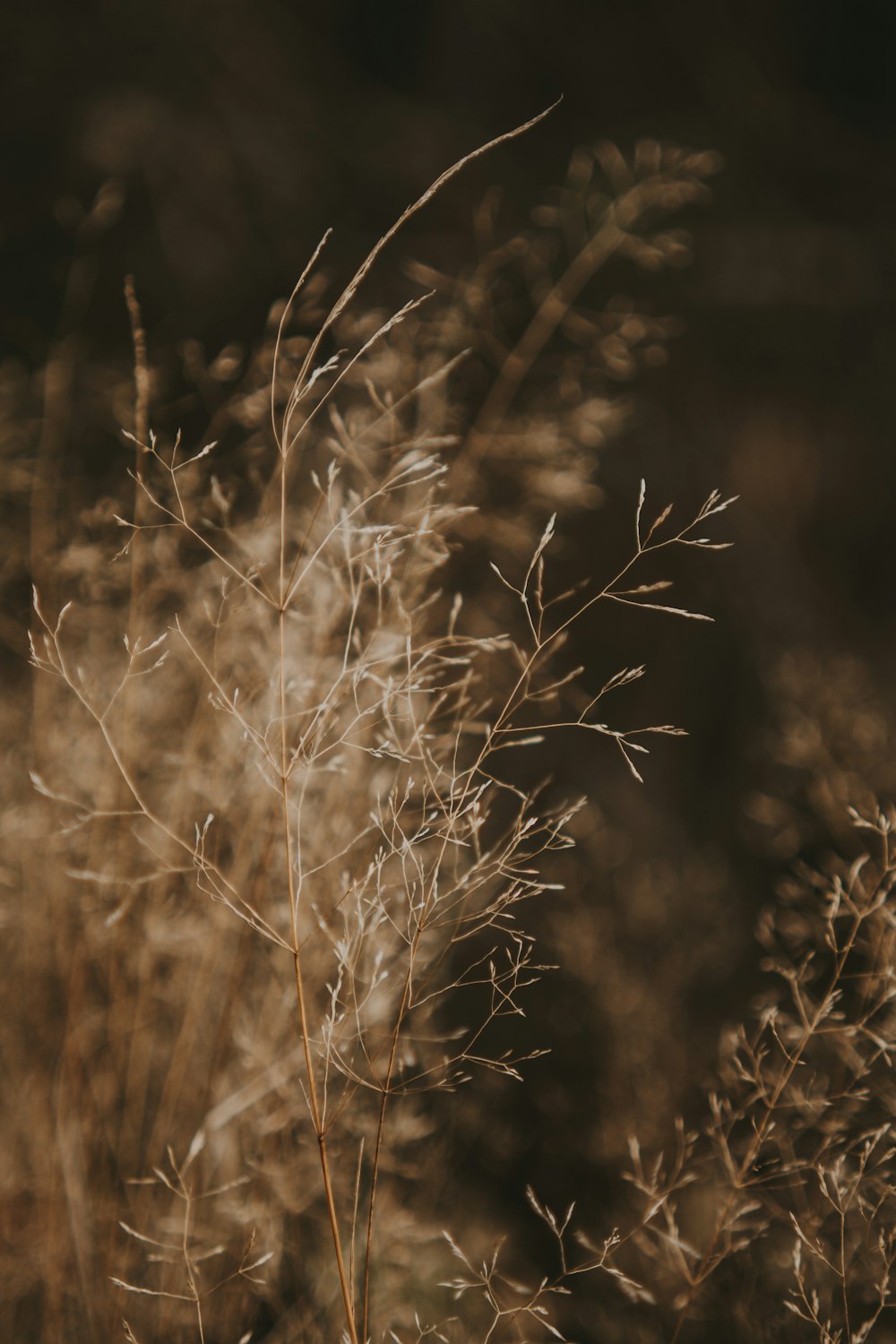 a close up of a plant in a field