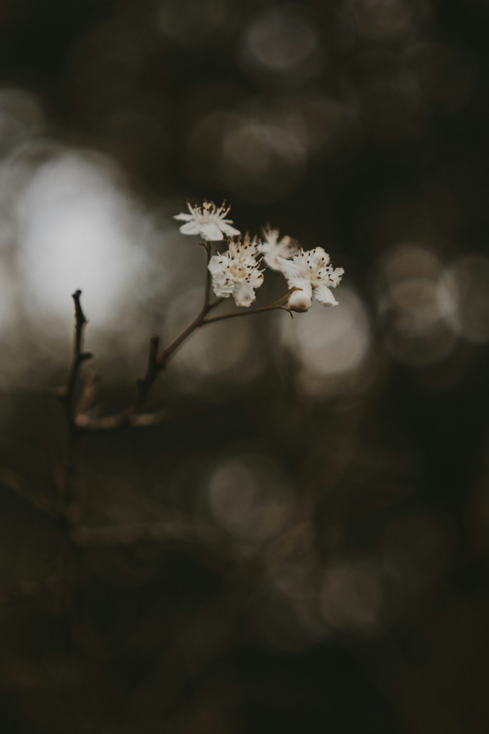 a close up of a flower on a tree branch