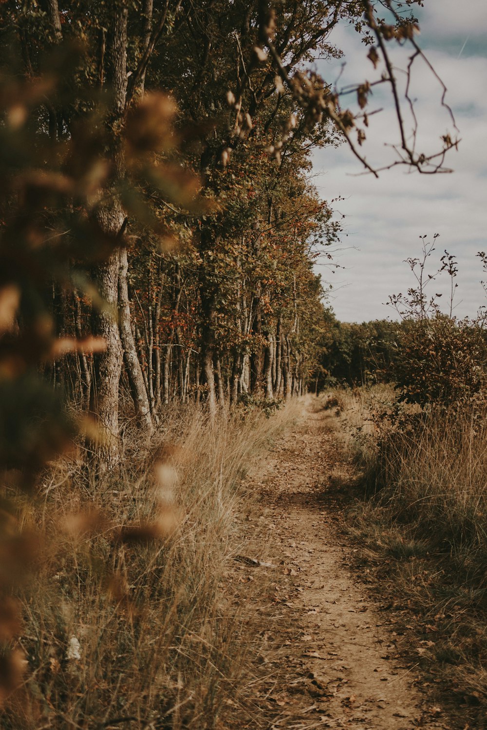 a dirt road surrounded by tall grass and trees