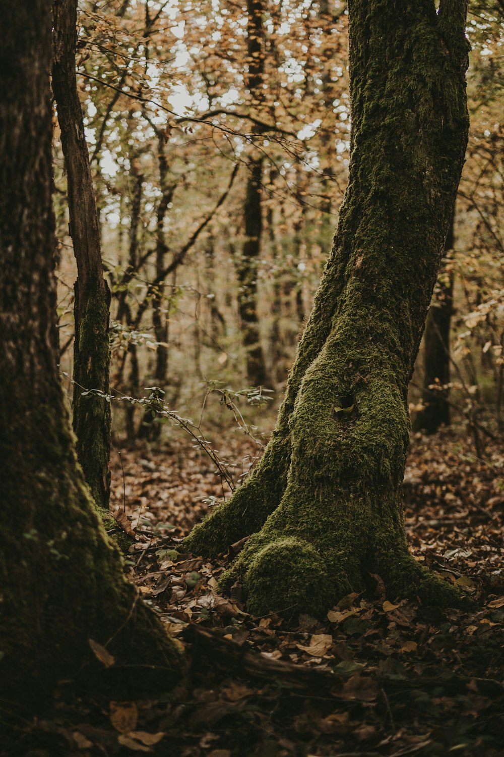 a moss covered tree trunk in a forest