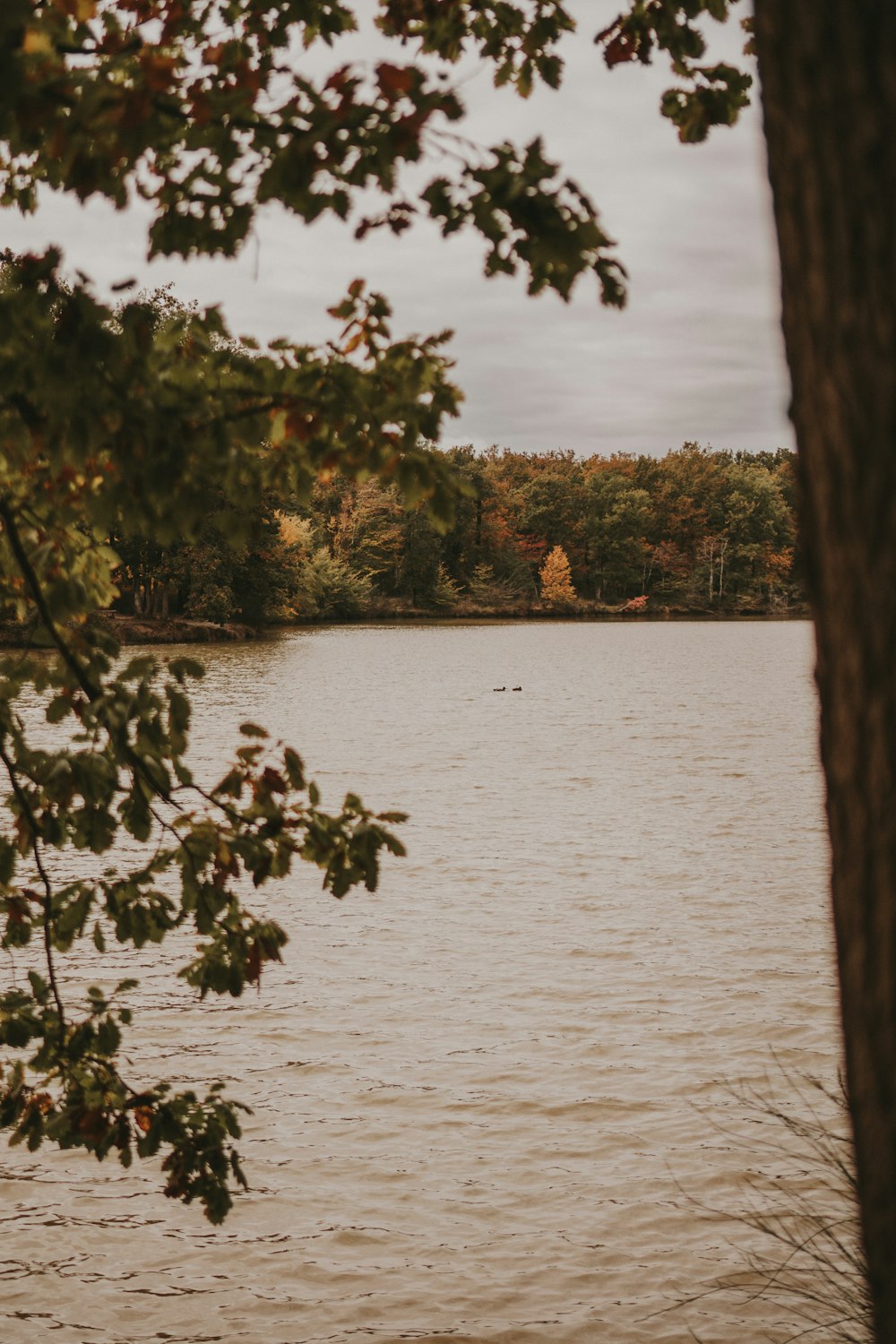 a body of water with trees in the background