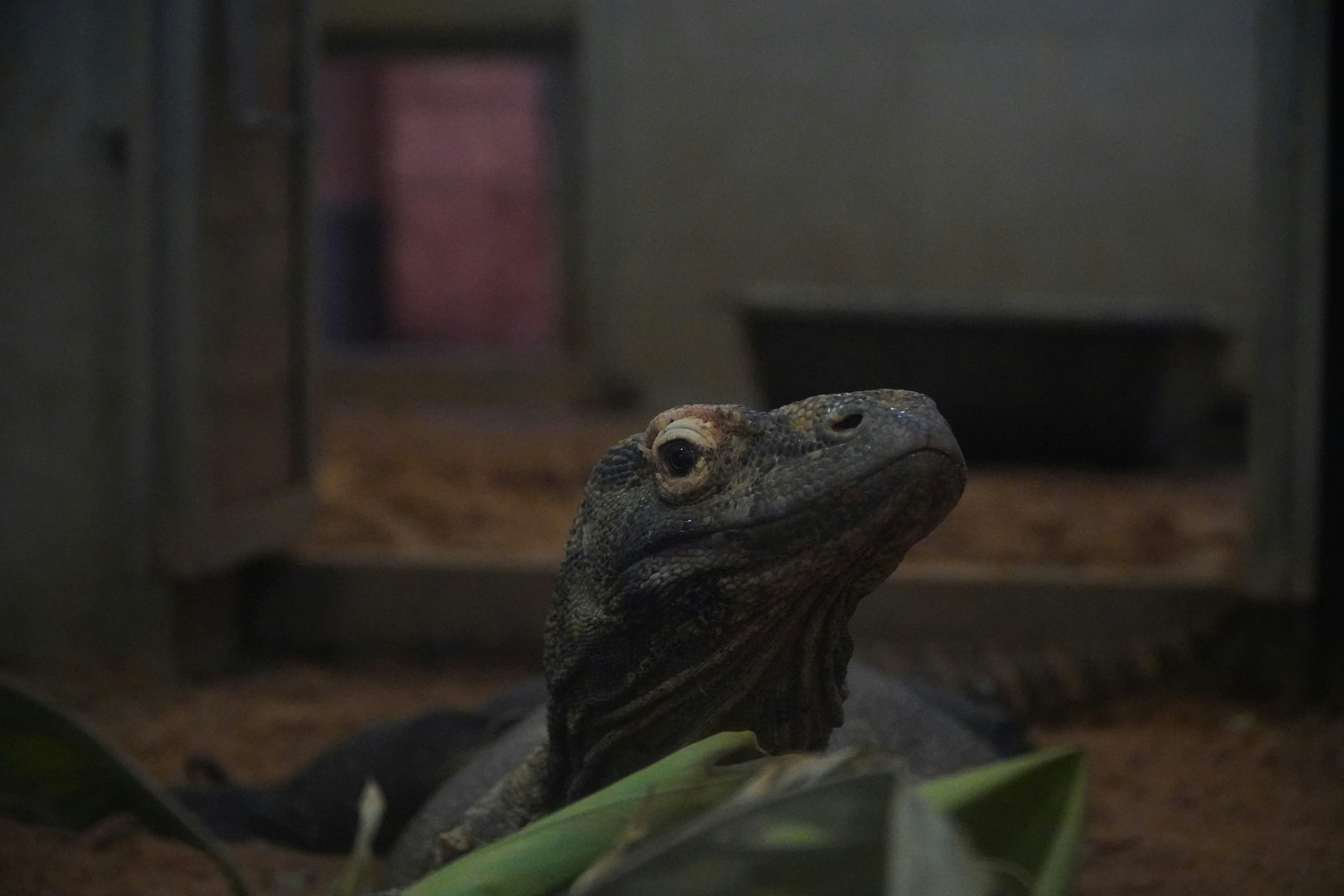 Pembatasan Kunjungan Wisatawan di Taman Nasional Pulau Komodo