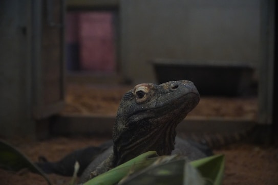A Komodo dragon is partially visible with its head raised, surrounded by a dimly lit environment. The foreground features some green leaves, while the background appears to be a concrete enclosure with muted colors.