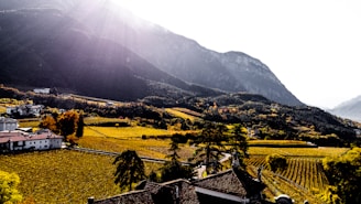 A picturesque landscape featuring vineyards stretching across a valley, bordered by a line of mountains in the distance. The sunlight filters through the clouds, casting soft highlights on the foliage. A cluster of buildings with terracotta roofs sits at the edge of the vineyards, surrounded by lush greenery and autumnal trees.