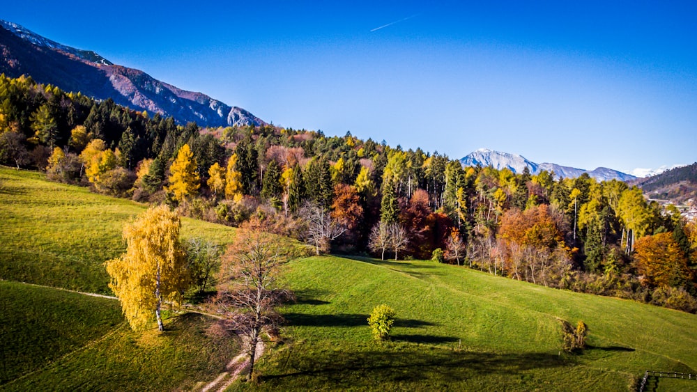 a green field with trees and mountains in the background