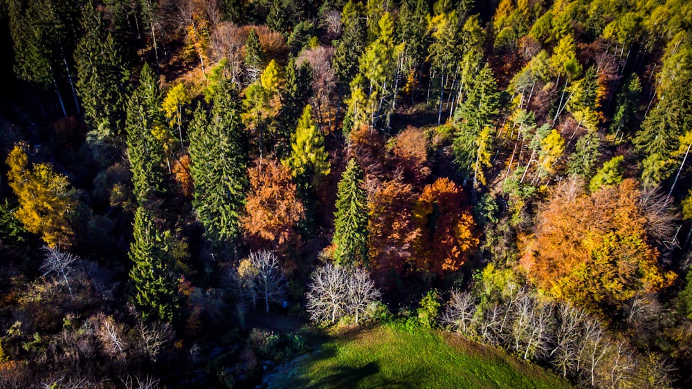 an aerial view of a forest with lots of trees