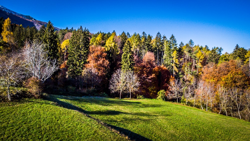 a grassy field with trees in the background