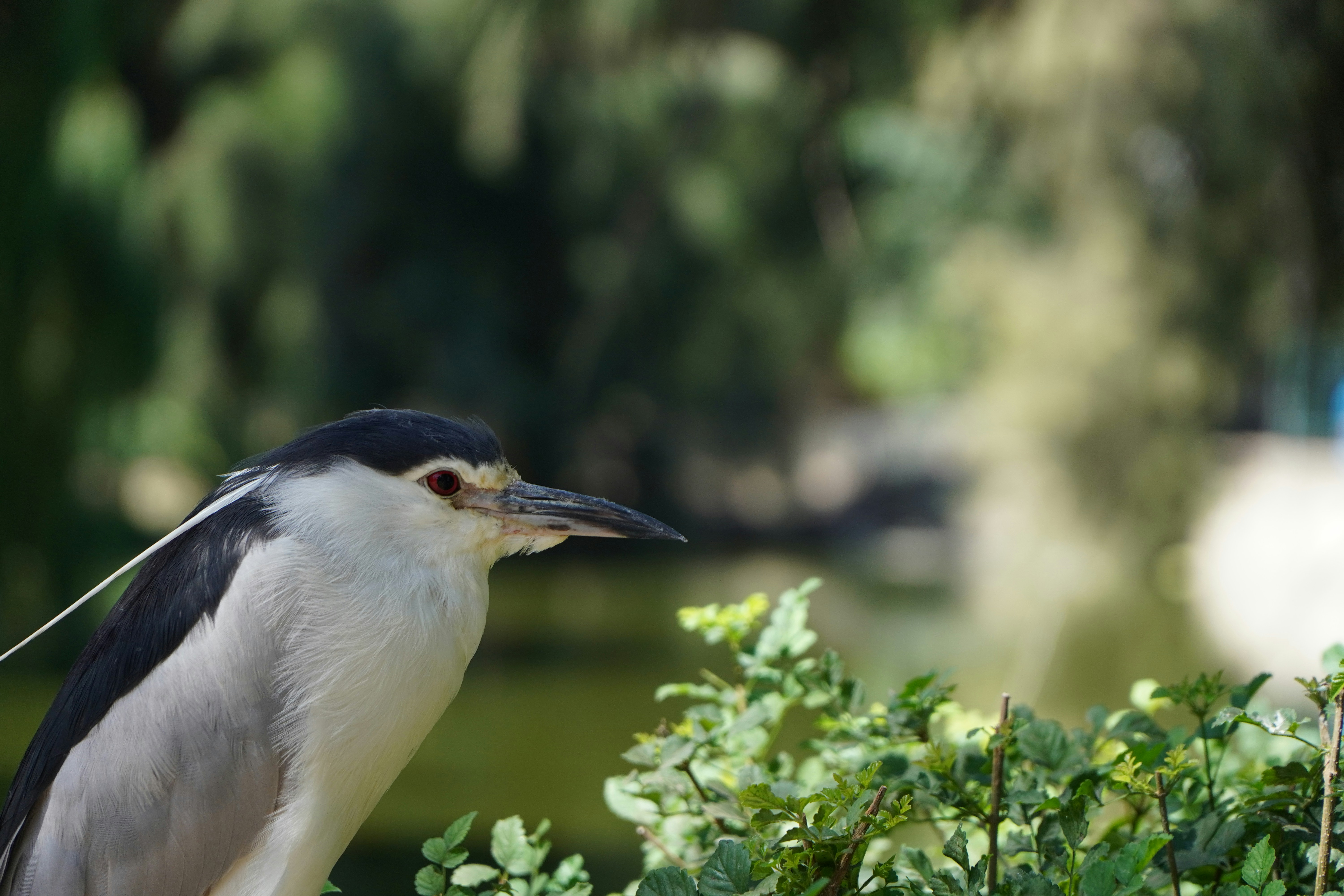 Photo by assaf_kakoon