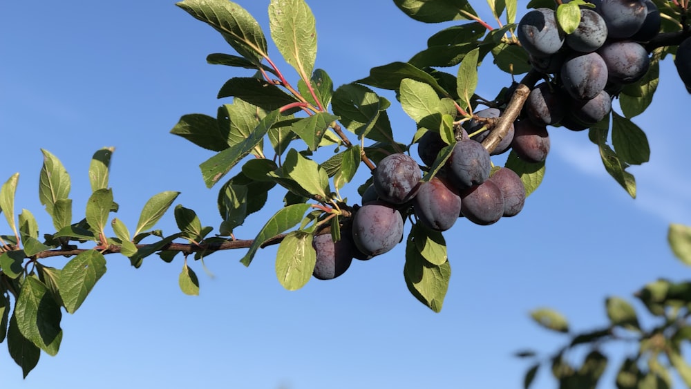 a bunch of plums hanging from a tree branch