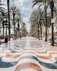 a street lined with palm trees next to a sidewalk
