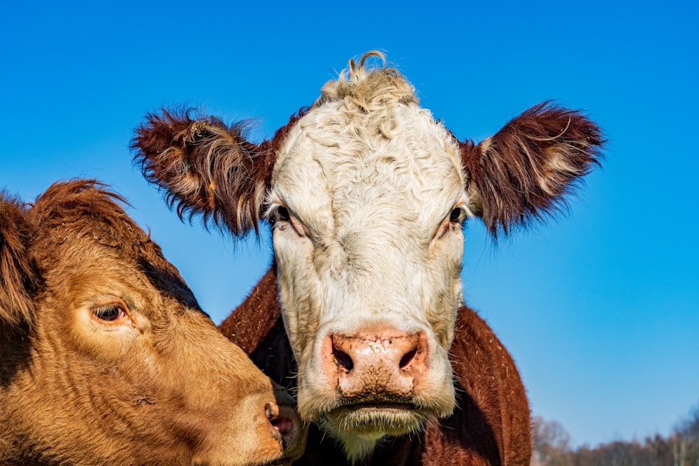 two cows standing next to each other in a field