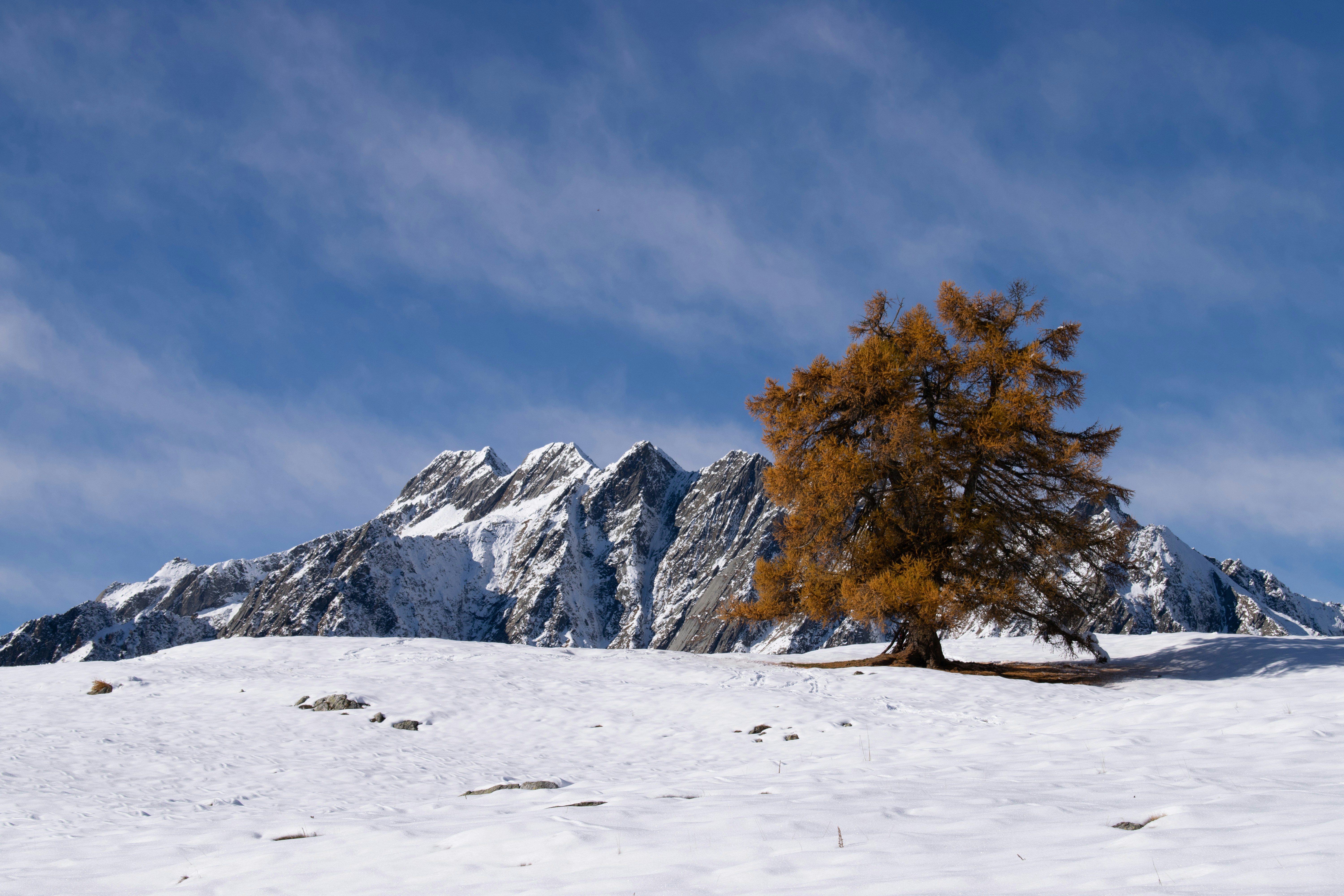 a lone tree in the middle of a snowy field