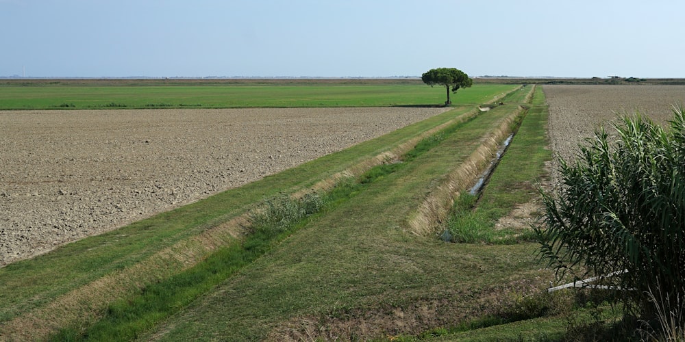 a large field with a tree in the middle of it