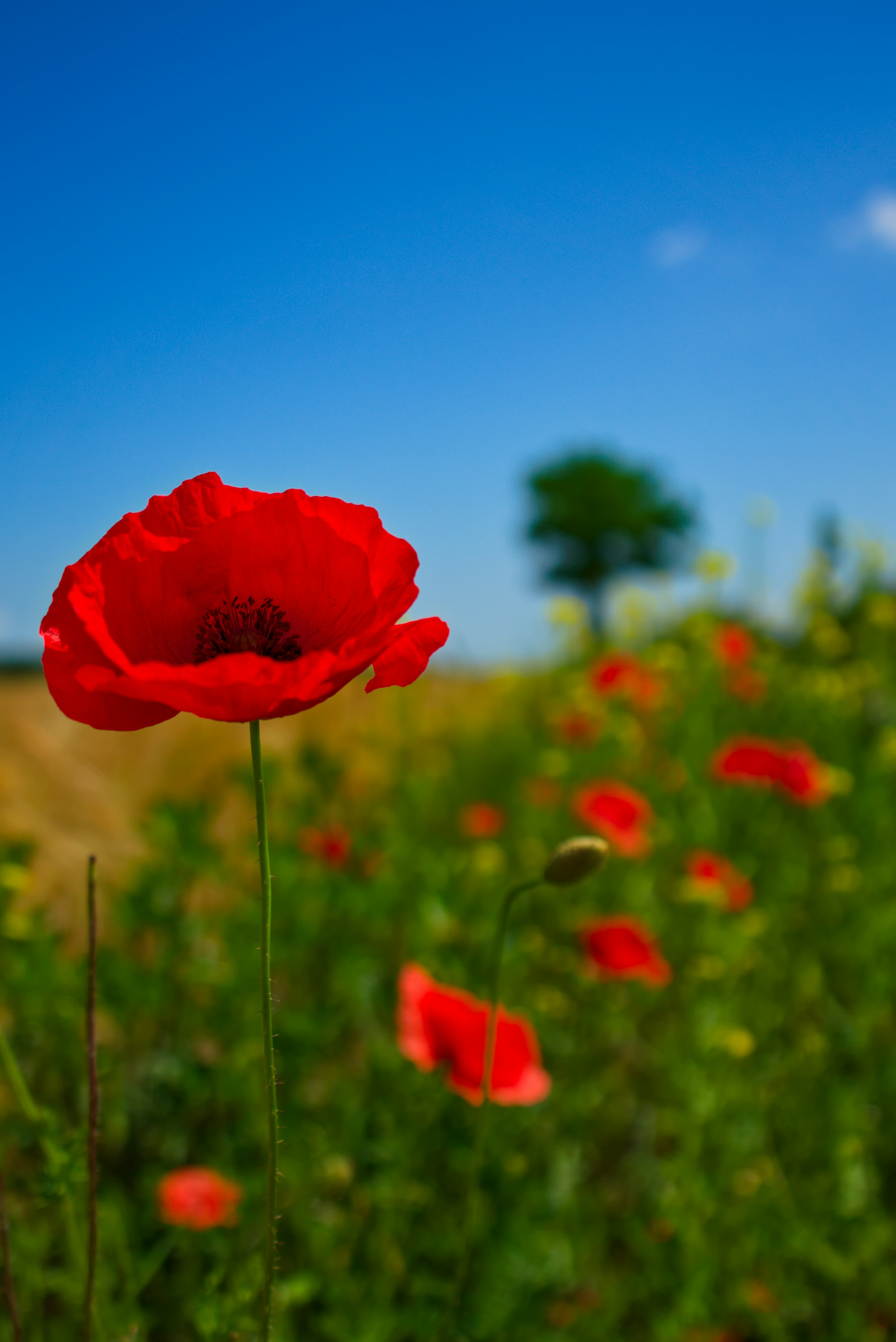 Photo by raik_digital